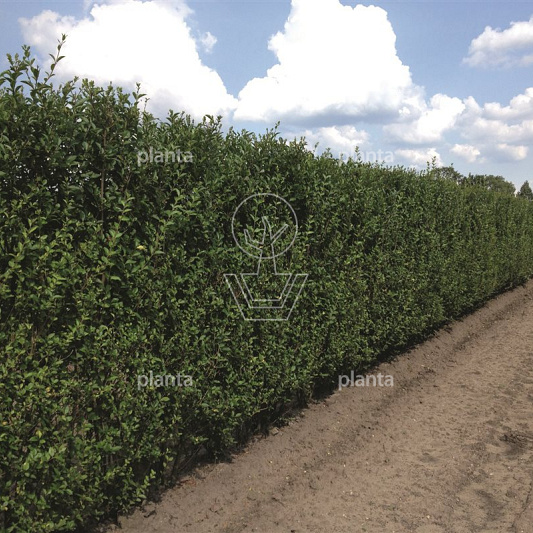 Ligustrum ovalifolium