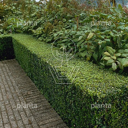 Ligustrum ovalifolium