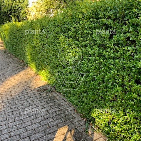 Ligustrum ovalifolium