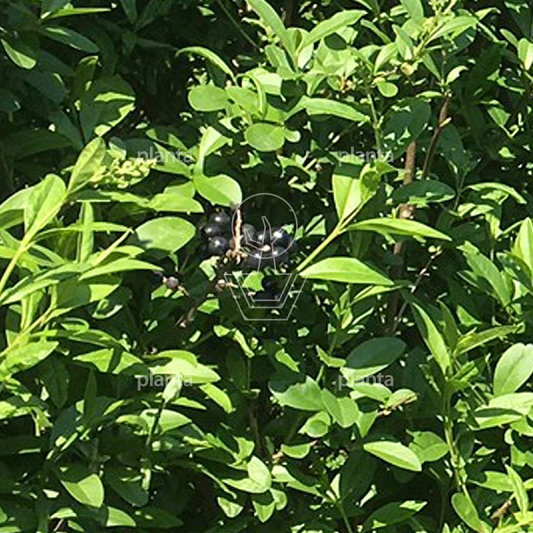 Ligustrum vulg. 'Atrovirens'