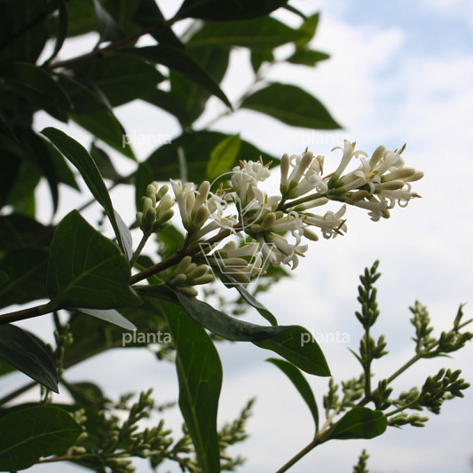 Ligustrum vulg. 'Atrovirens'