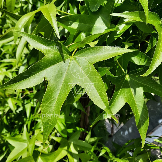 Liquidambar s. 'SlenderSilhouette'