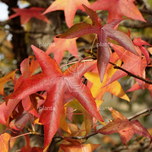 Liquidambar s. 'Worplesdon'
