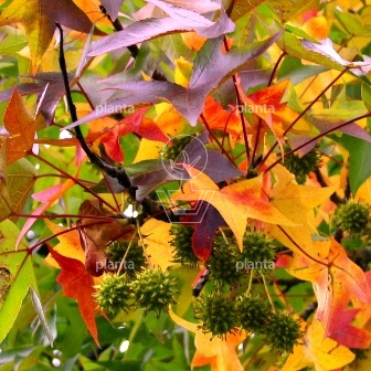 Liquidambar s. 'Worplesdon'