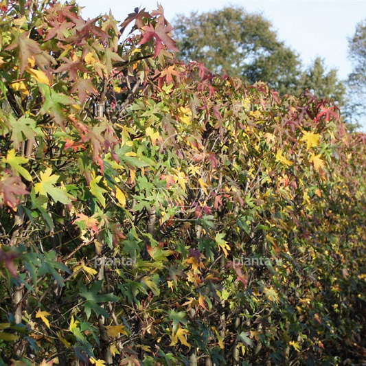 Liquidambar s. 'Worplesdon'