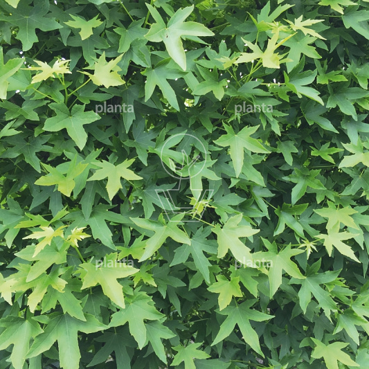 Liquidambar s. 'Worplesdon'