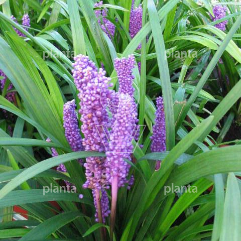 Liriope muscari 'Big Blue'