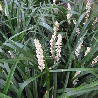 Liriope muscari 'Monroe White'