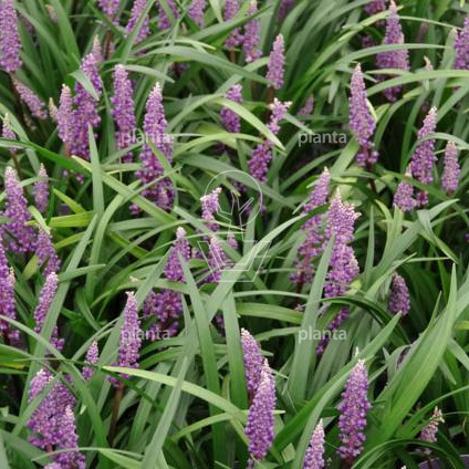 Liriope muscari 'Royal Purple'