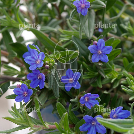 Lithodora diffusa 'Heavenly Blue'