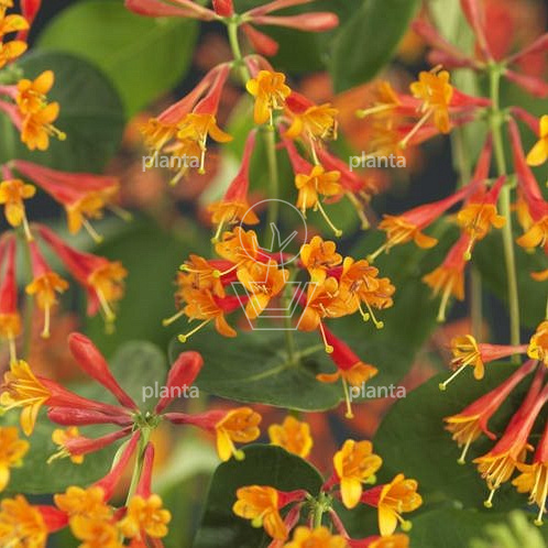 Lonicera brownii 'Dropmore Scarlet'