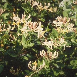 Lonicera caprifolium