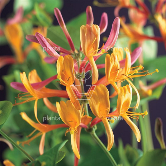 Lonicera heckr. 'American Beauty'