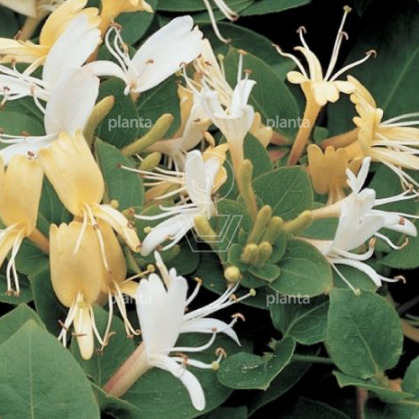 Lonicera jap. 'Hall's Prolific'