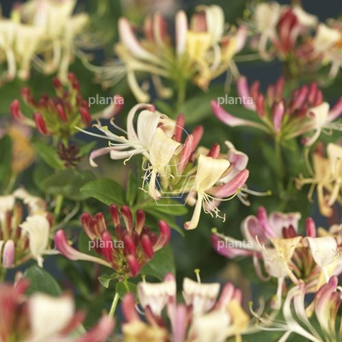Lonicera periclymenum 'Belgica Select'