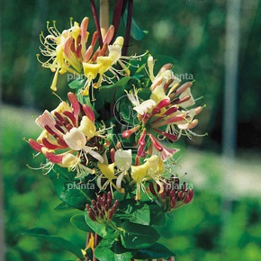 Lonicera periclymenum 'Belgica' | Planta