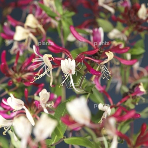 Lonicera periclymenum 'Serotina'
