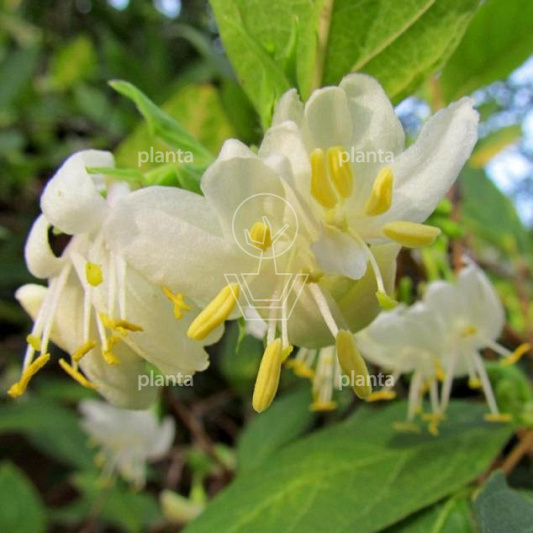 Lonicera purpusii 'Winter Beauty'