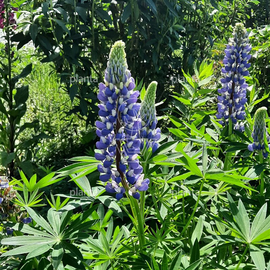 Lupinus 'Gallery Blue'