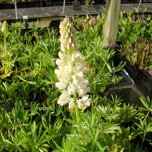 Lupinus 'Gallery White'