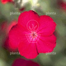 Lychnis coronaria