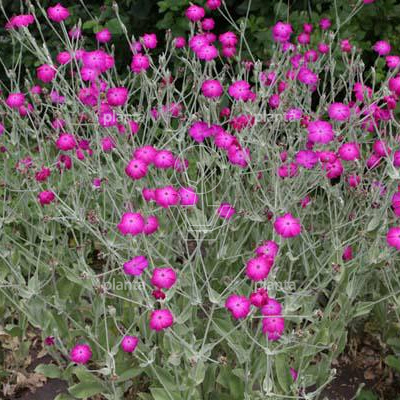 Lychnis coronaria