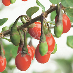 Lycium barbarum