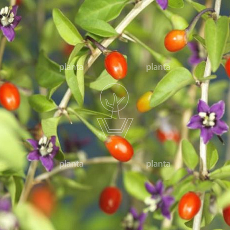 Lycium barbarum