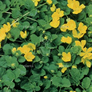 Lysimachia nummularia