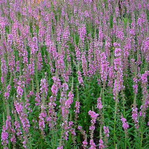 Lythrum salicaria 'Blush'