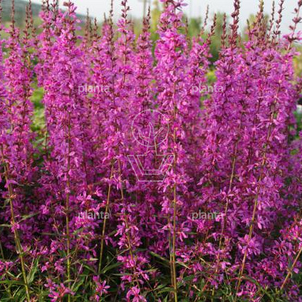 Lythrum virgatum 'Dropmore Purple'