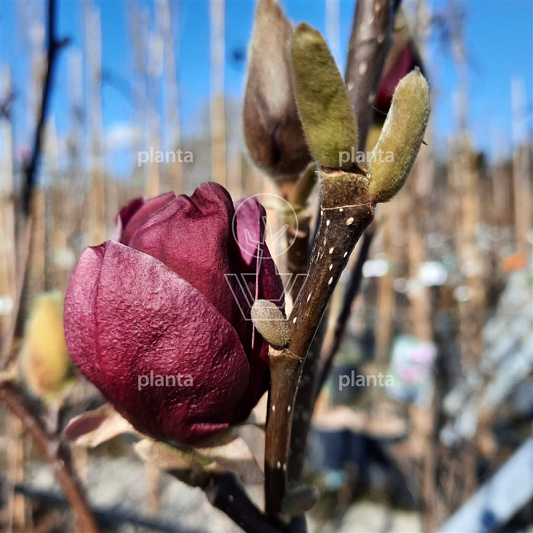 Magnolia 'Genie'