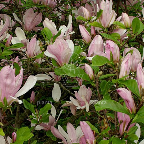 Magnolia 'George Henry Kern'