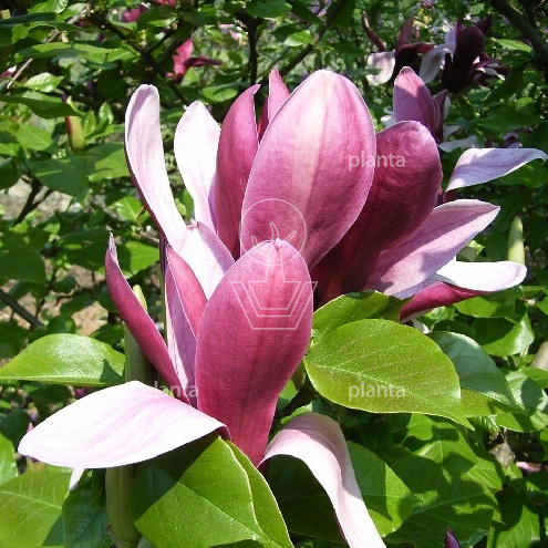 Magnolia 'Susan'