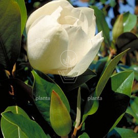 Magnolia grand. 'Galissonnière'