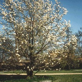 Magnolia kobus