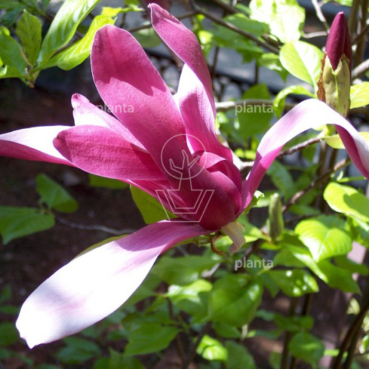 Magnolia liliiflora 'Nigra'