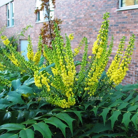 Mahonia media 'Charity'
