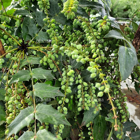 Mahonia media 'Charity'