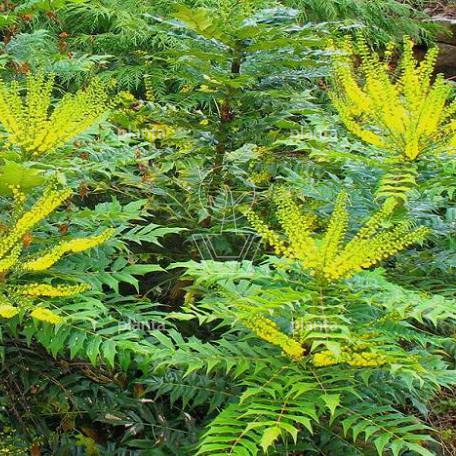 Mahonia media 'Winter Sun'