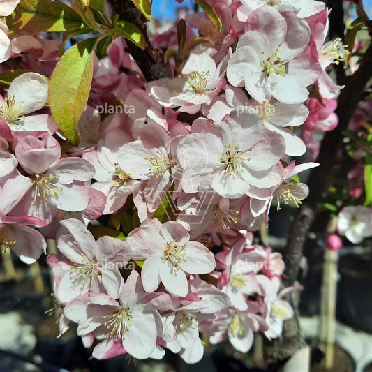 Malus 'Coralcole'