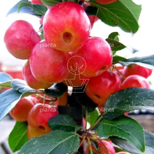 Malus 'Red Sentinel'