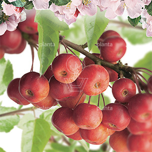 Malus 'Red Sentinel'