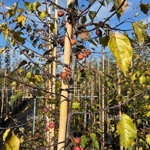 Malus 'Rudolph'