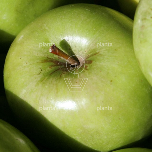 Malus domestica 'Granny Smith'