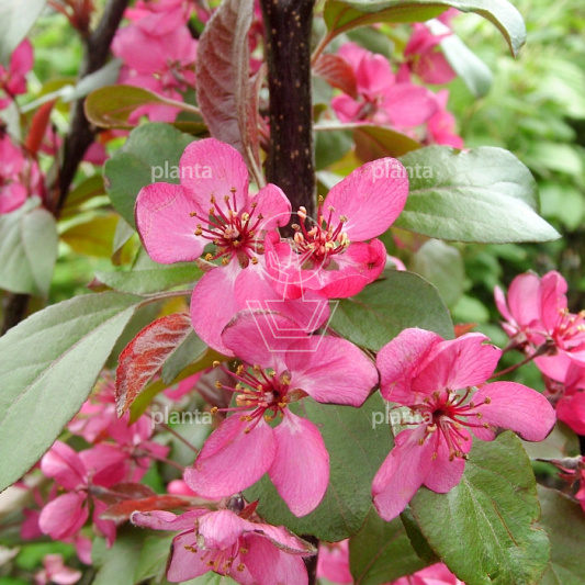 Malus toringo 'Scarlett'
