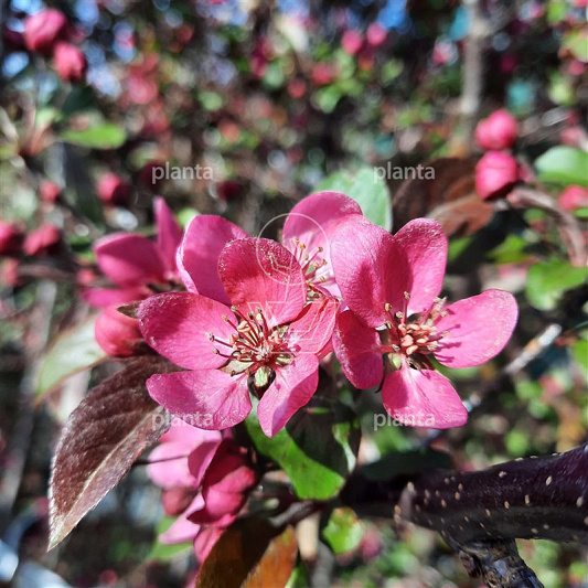 Malus toringo 'Scarlett'