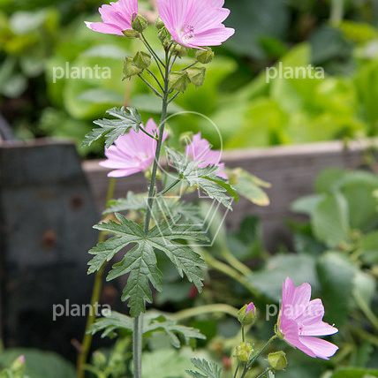 Malva moschata