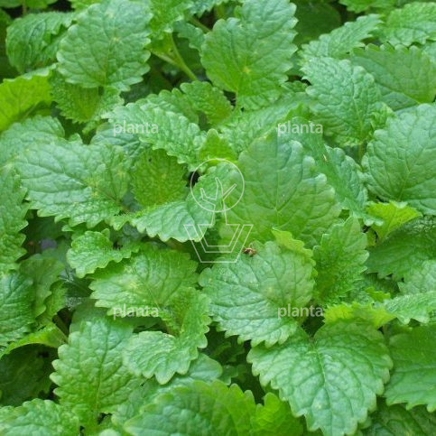 Melissa officinalis