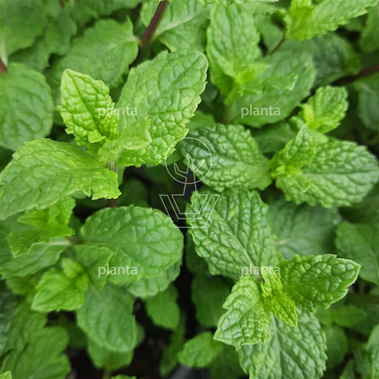 Mentha spicata 'Moroccan Mint'